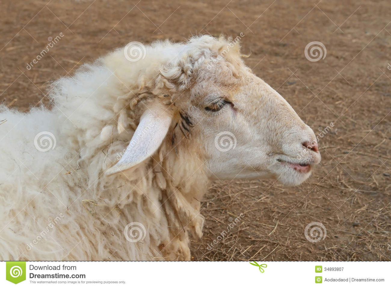 Sheep Face Side View Royalty Free Stock Photography   Image  34893807