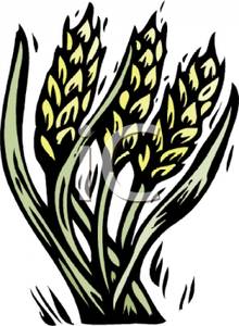 Wheat Blowing In The Breeze   Royalty Free Clipart Picture
