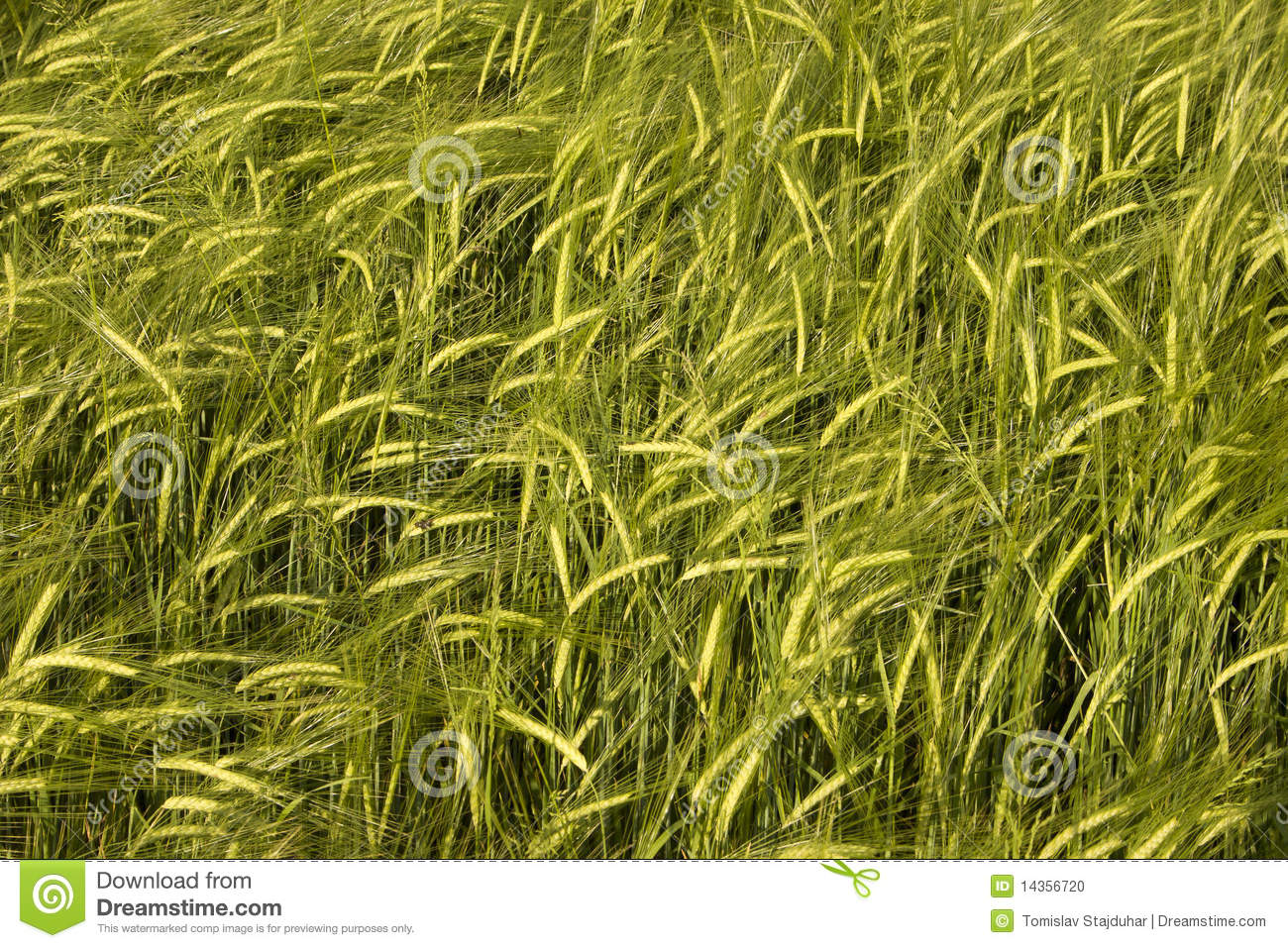 Wheat Crop Field Basking In Warm Spring Sunlight