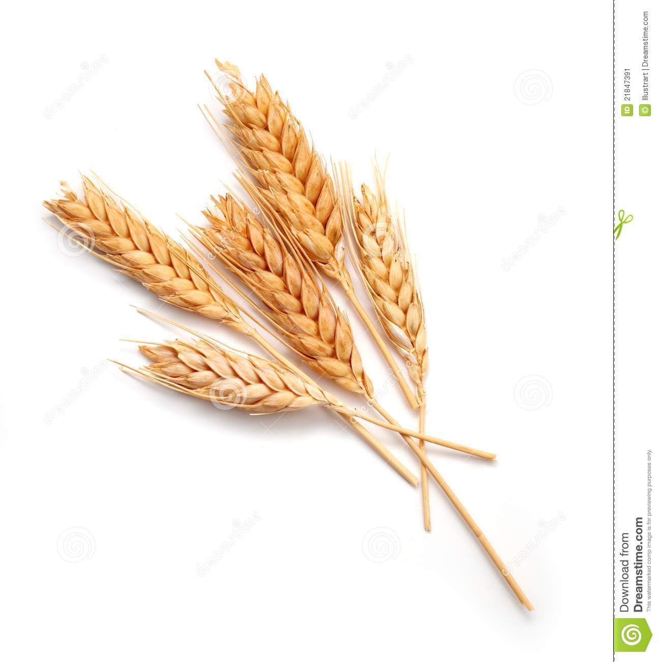 Wheat Ears Isolated Stock Image   Image  21847391