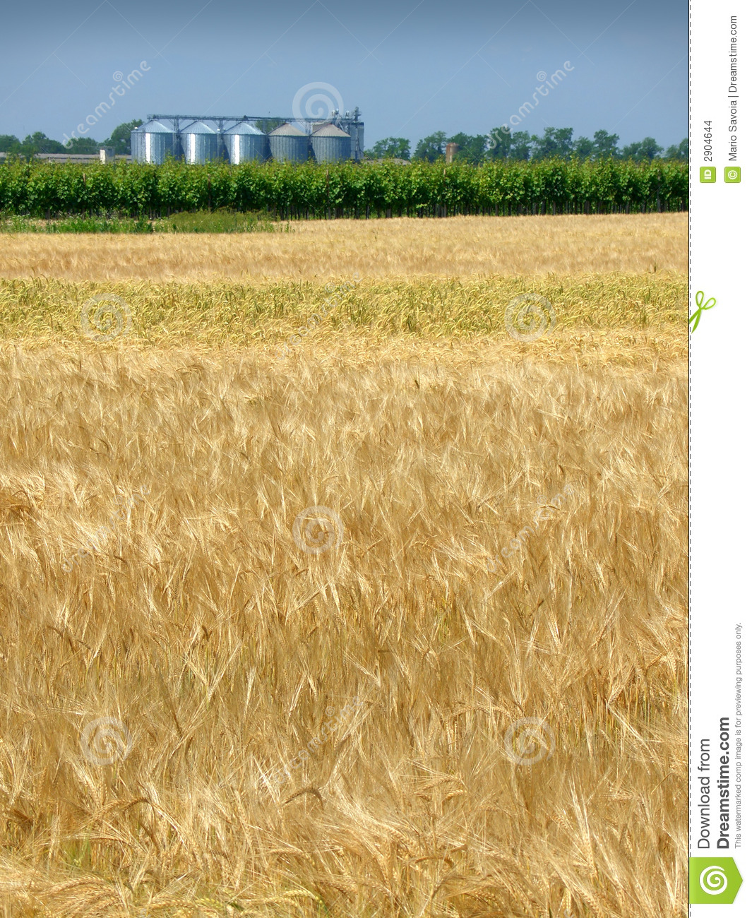 Wheat Field In Spring And Silo Stock Images   Image  2904644