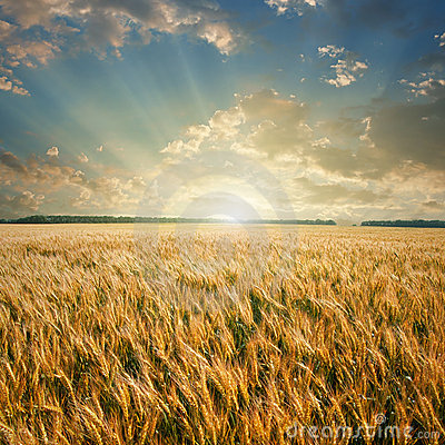 Wheat Field On Sunset Stock Photo   Image  16529880