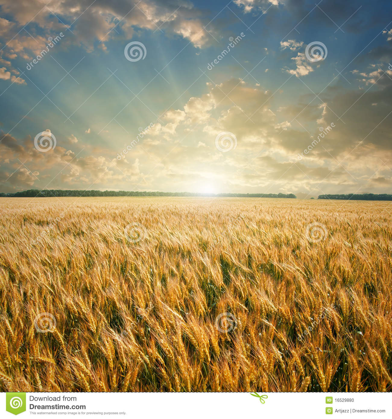 Wheat Field On Sunset Stock Photo   Image  16529880