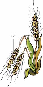 Wheat Plant   Royalty Free Clipart Picture