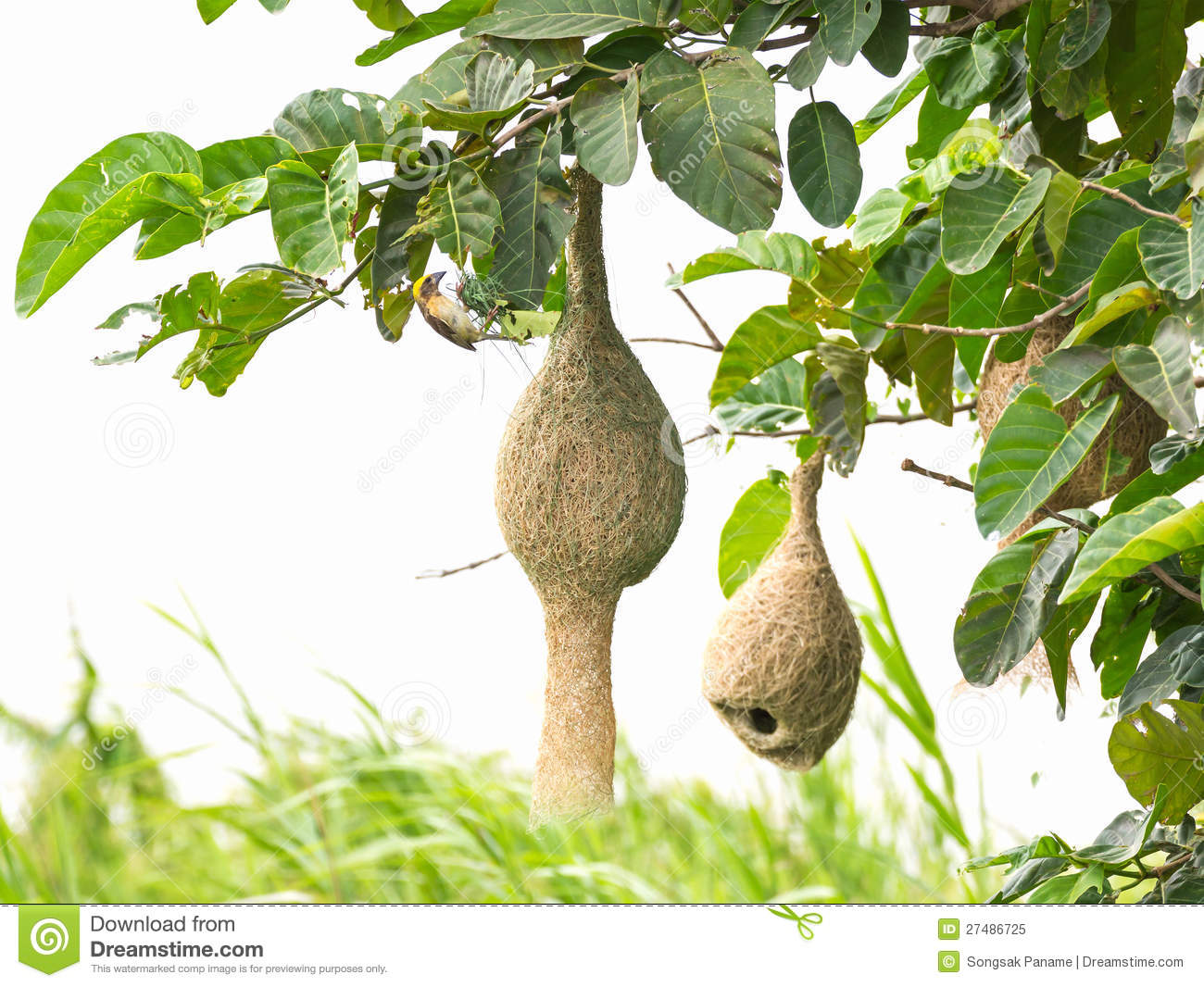 Baya Weaver Bird Nest Royalty Free Stock Photo   Image  27486725