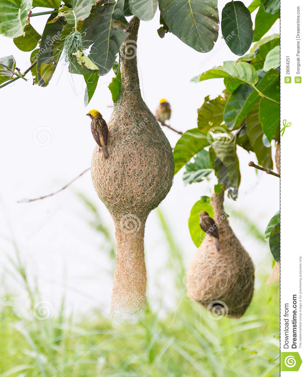 Baya Weaver Bird Nest Stock Image   Image  28064251