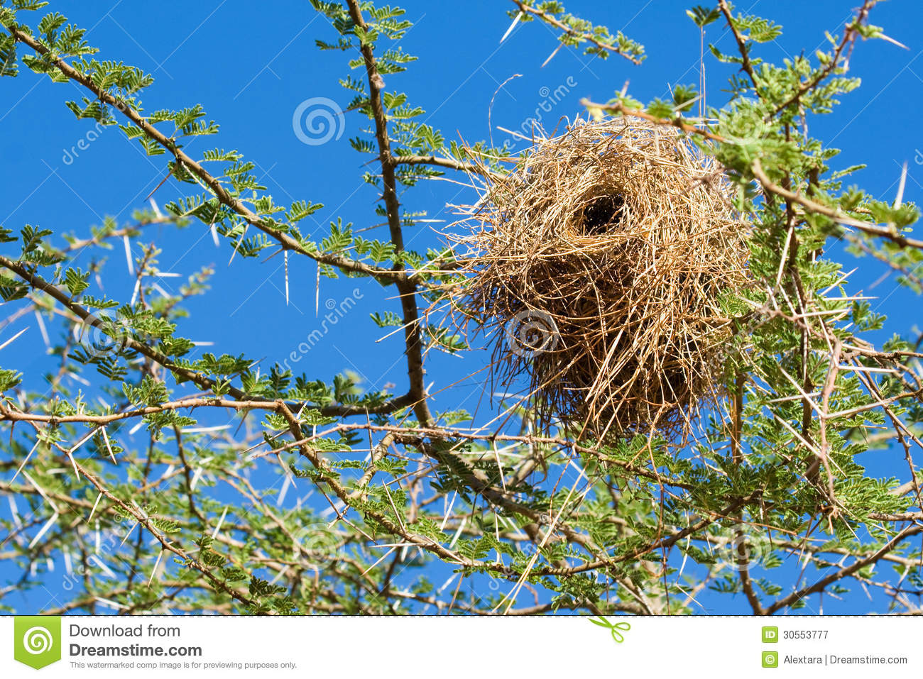 Bird Nest Of Weaver In An African Acacia Tree With Blue Sky Background