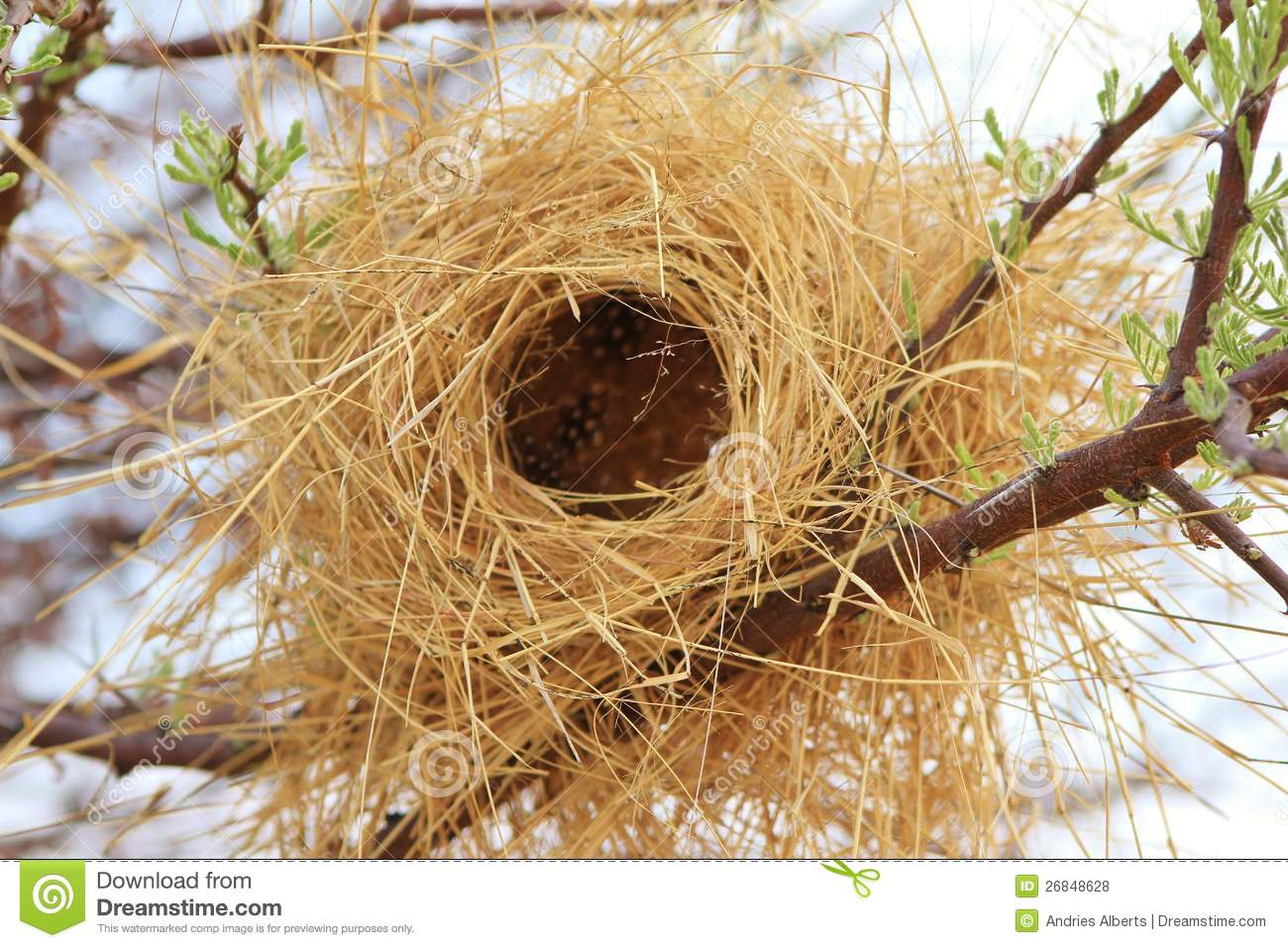 Buffalo Weaver S Bird Nest  Photo Taken On A Game Ranch In Namibia    