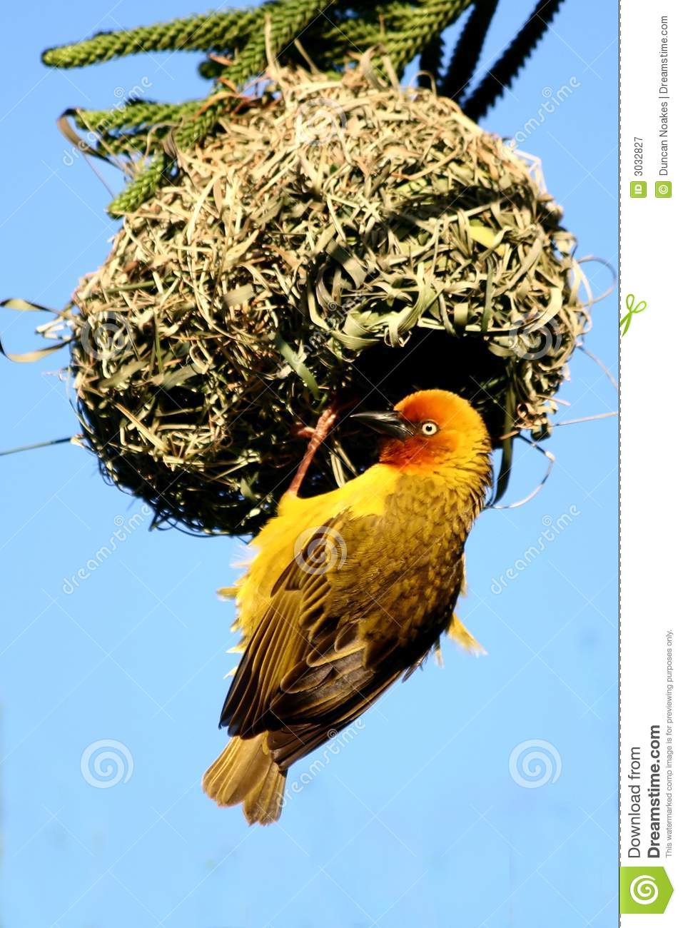Cape Weaver Male At Nest Royalty Free Stock Photography   Image    