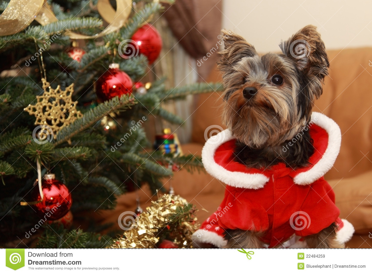 Christmas Tree And Yorkie Puppy Royalty Free Stock Images   Image    