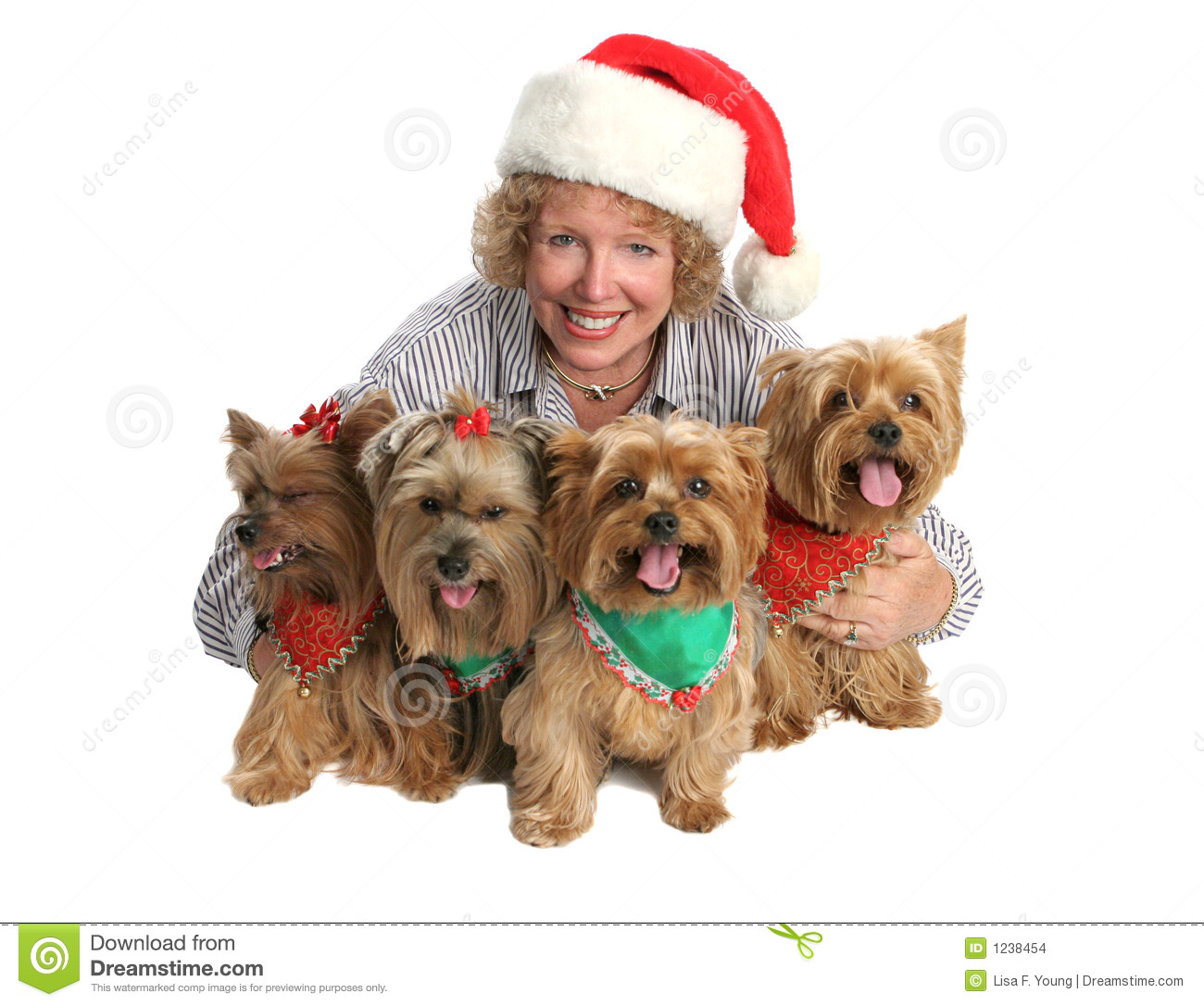 Christmas Yorkie Family Portrait Stock Images   Image  1238454