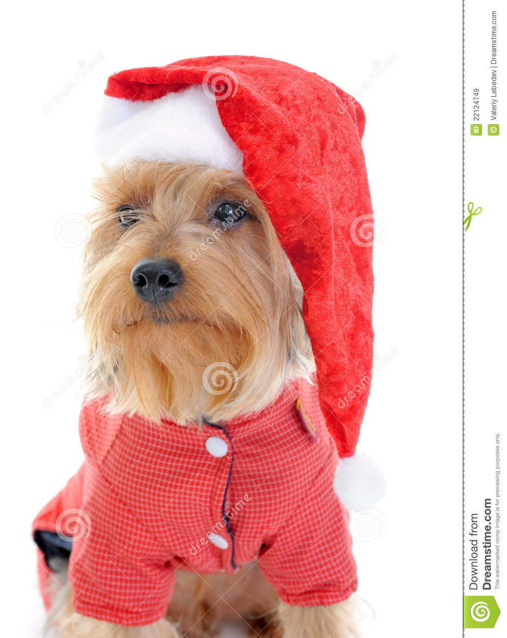 Christmas Yorkie In Christmas Hat  Isolated On White Background 