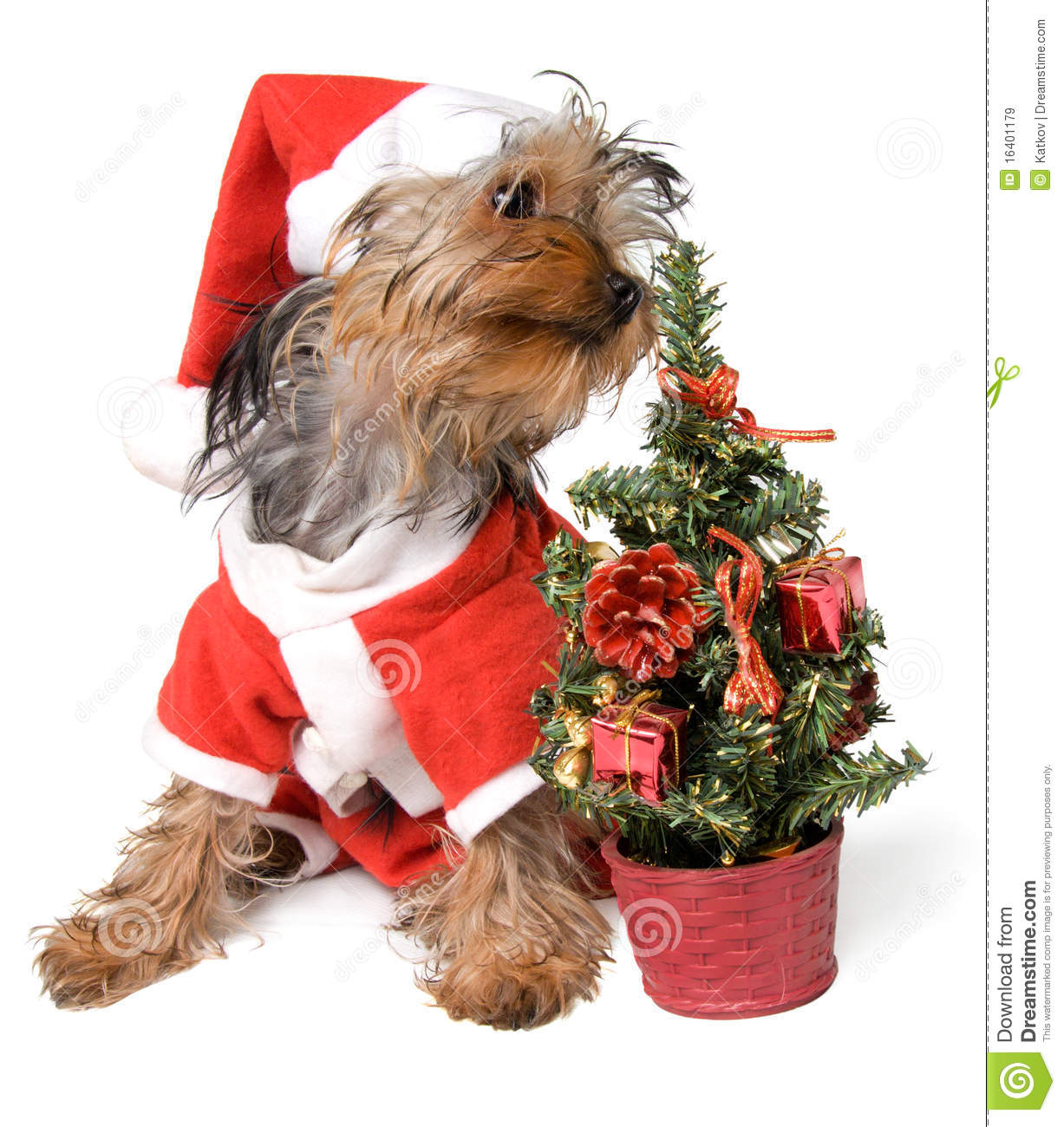 Christmas Yorkie Royalty Free Stock Images   Image  16401179