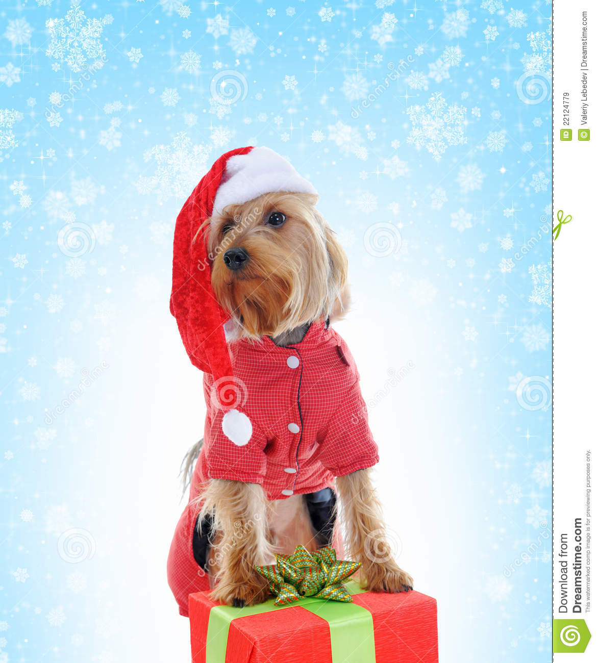 Christmas Yorkie Royalty Free Stock Images   Image  22124779