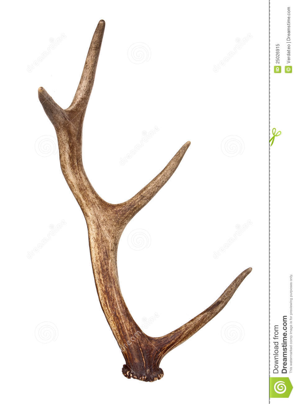 Deer Horn Royalty Free Stock Photo   Image  25026915