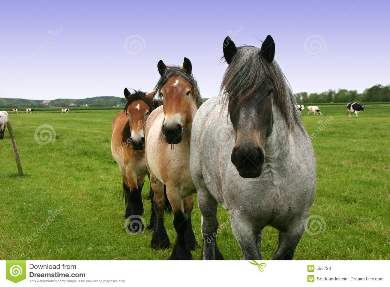 Draft Horse Royalty Free Stock Photos   Image  556728