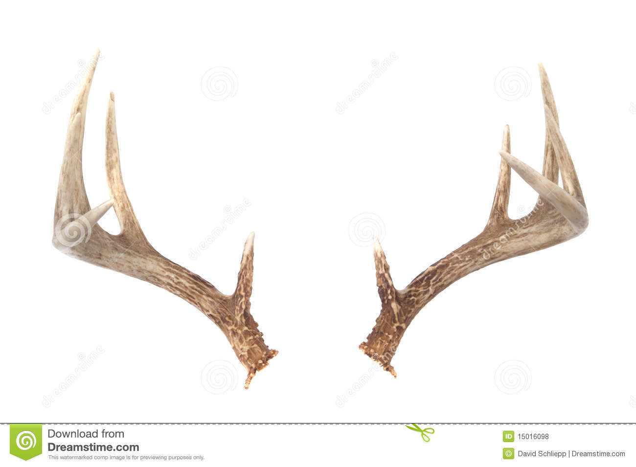 Isolated Whitetail Deer Antlers Isolated On White Ready To Put On Any    