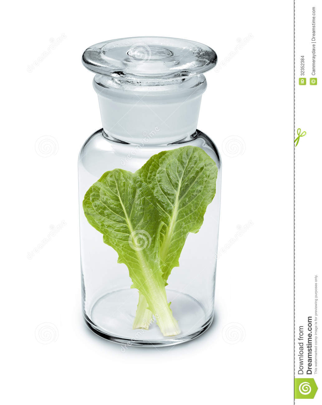 Lettuce Leaf Vitamins Bottle Diet Stock Images   Image  32352384