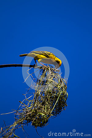 Male Village Weaver Bird Building A Nest To Call A Female For Mating    