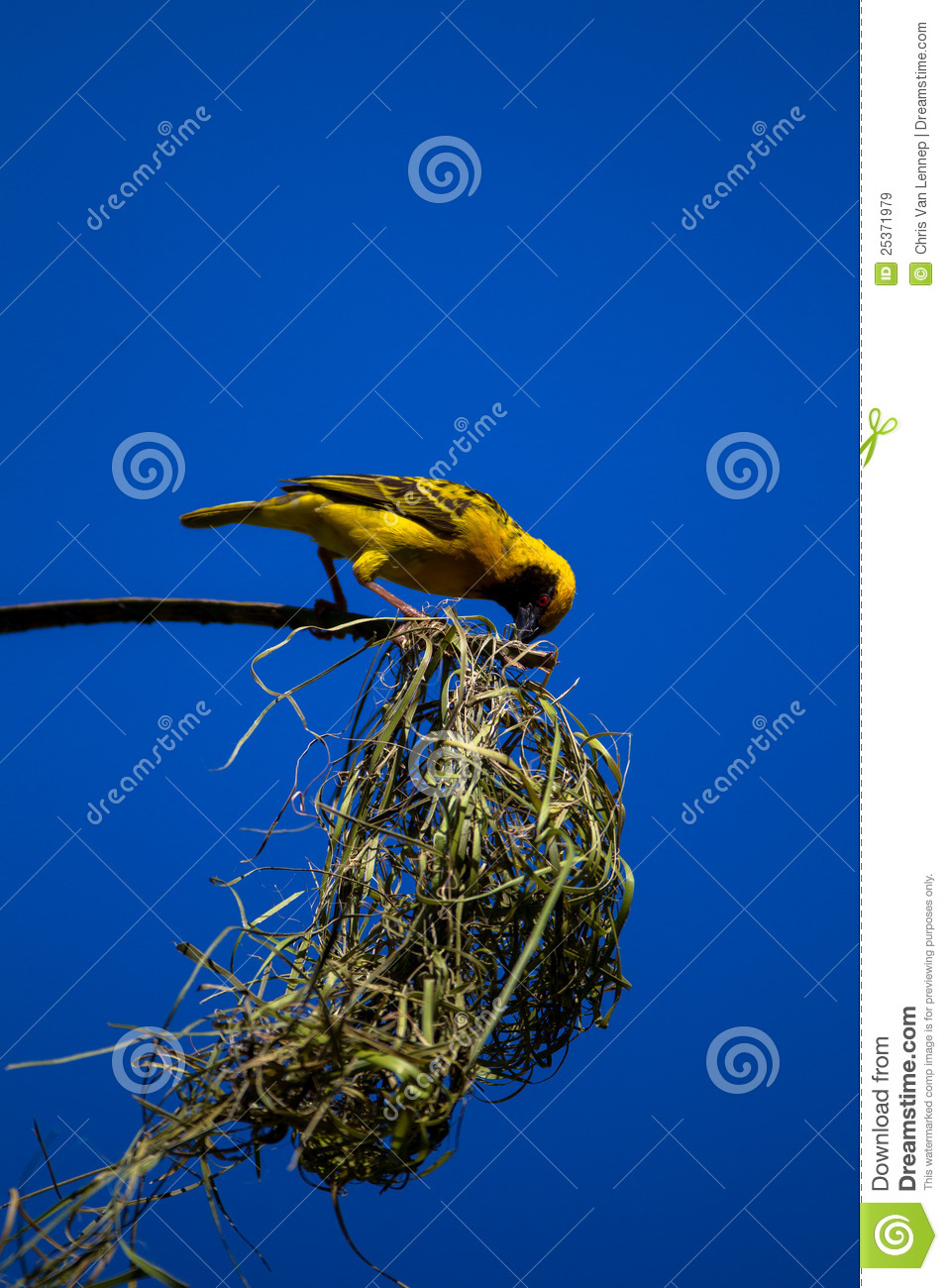 Male Village Weaver Bird Building A Nest To Call A Female For Mating