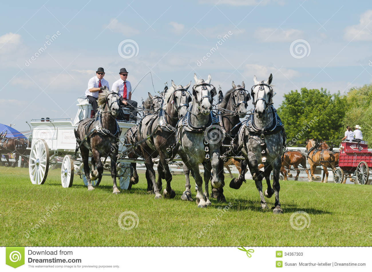 Six Horse Hitch Team Of Grey Percherons Draft Horses At Country Fair