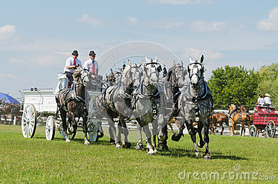 Six Horse Hitch Team Of Grey Percherons Draft Horses At Country Fair    