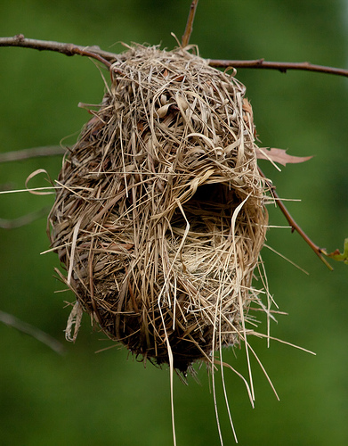 Weaver Bird Nest Weaver Bird Nest