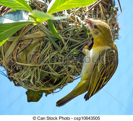 Weaver Bird Or Weaver Finch Ploceidae On Grass Ball Nest Weaver Birds