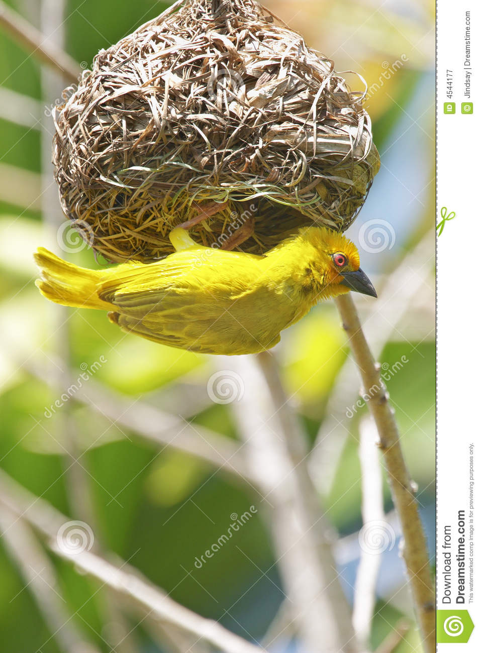 Yellow Weaver Bird Building A Nest Royalty Free Stock Photography    