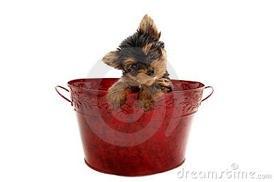 Yorkie For Christmas Royalty Free Stock Images   Image  3635899