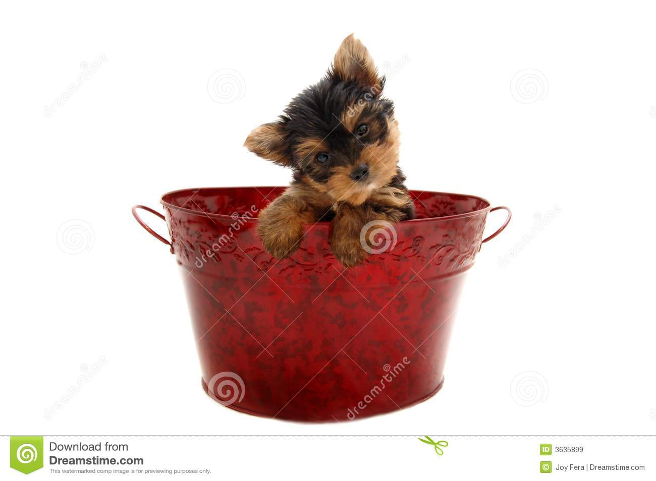 Yorkie For Christmas Royalty Free Stock Images   Image  3635899
