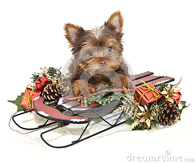 Yorkie Puppy Laying On A Christmas Sled With Christmas Decor