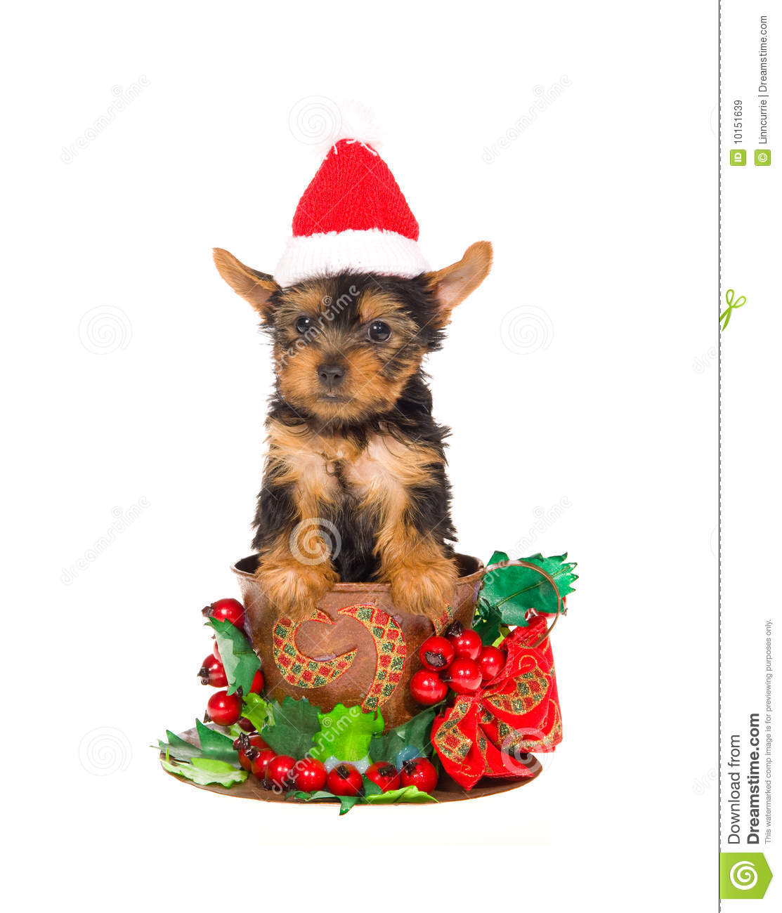 Yorkie Puppy Sitting Inside Large Cup With Christmas Berries And Bow