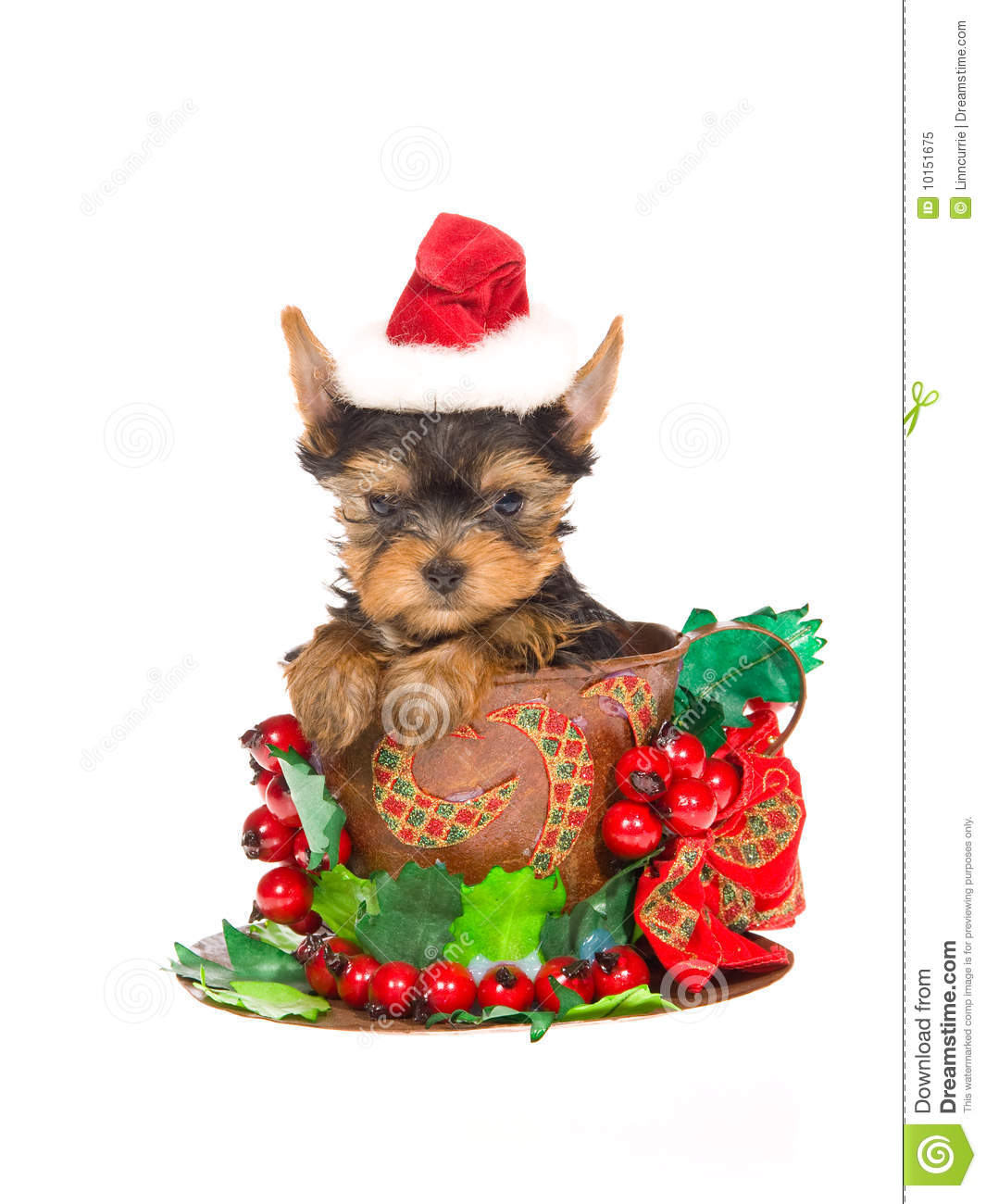 Yorkie Puppy Sitting Inside Large Cup With Christmas Berries And Bow    