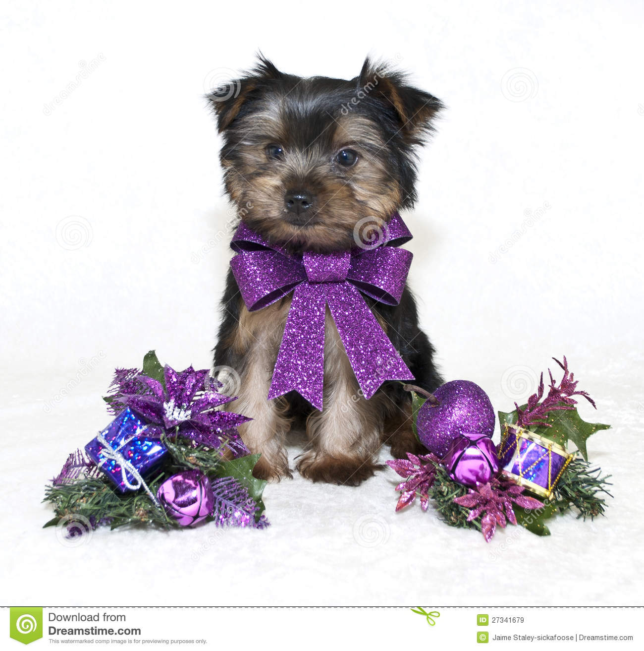 Yorkie Puppy Wearing A Purple Christmas Bow With Purple Christmas