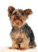 Yorkie Stock Photos And Images
