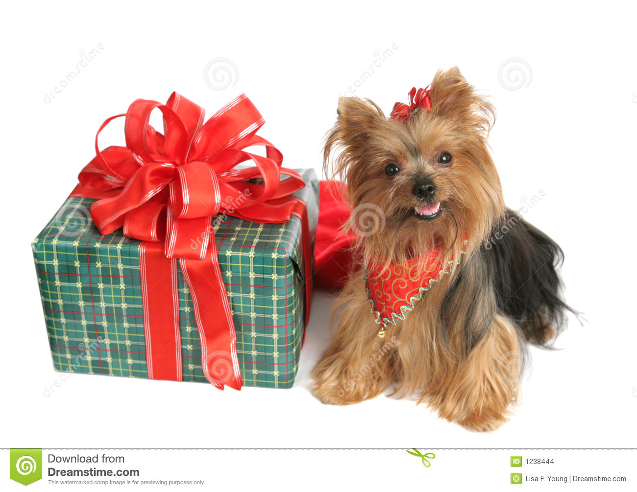 Yorkshire Terrier Dog With A Brightly Wrapped Christmas Present