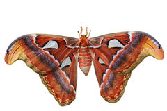 Atlas Moth Royalty Free Stock Photos