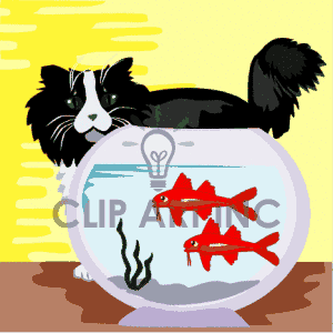Black And White Fluffy Cat Watching Goldfish In A Fish Bowl