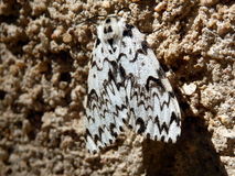 Black Arches Moth Stock Photography