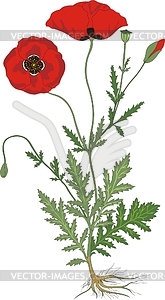 Flowers Leafs Seed And Roots Of Poppies   Vector Clipart