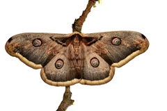Large Emperor Moth Royalty Free Stock Images