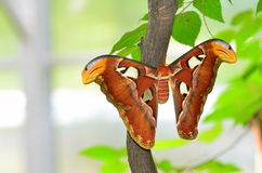 Moth Butterfly Royalty Free Stock Photography