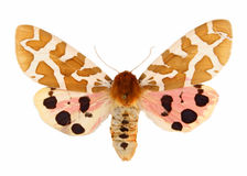 Moth Royalty Free Stock Photography
