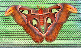 Pretty Moth Stock Photos   Images
