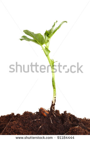 Seed And Roots Clipart Plant With Seed And Roots