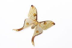 Silk Moth  Argema Mittrei  Royalty Free Stock Photo