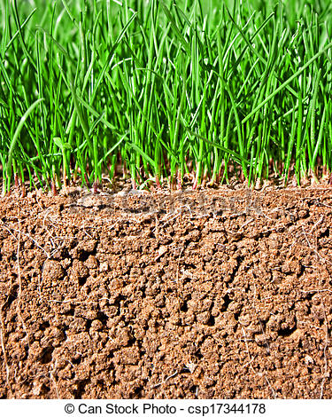 Stock Photo   Newly Sown Grass Seed Showing Roots In The Soil   Stock