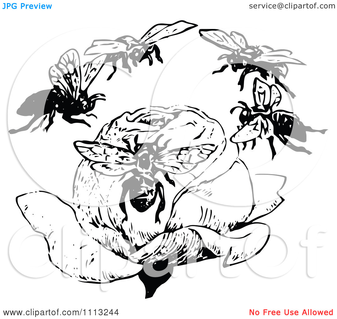 Clipart Vintage Black And White Bees Flying Around A Rose   Royalty    