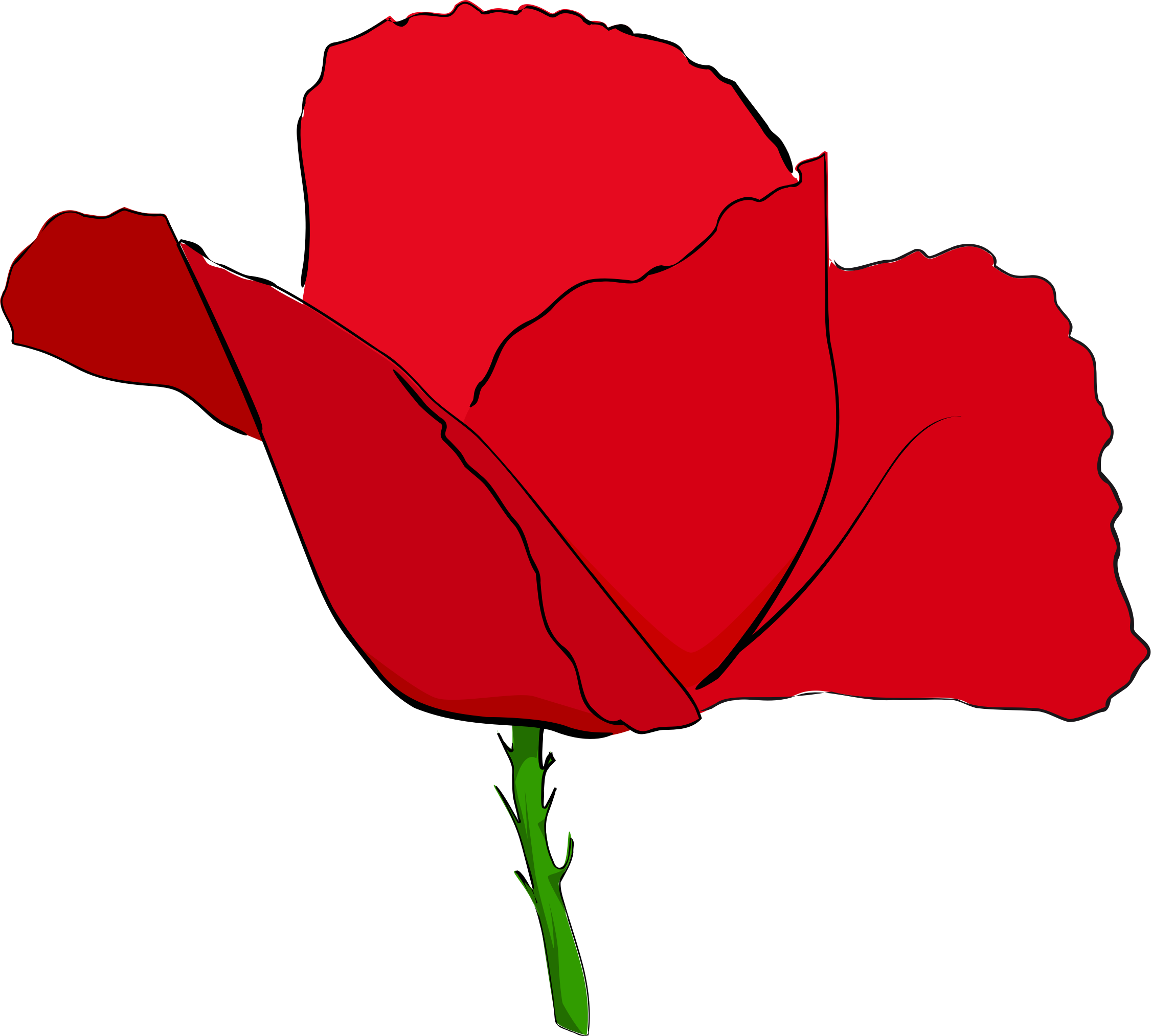 Coquelicot Rouge   Red Poppy